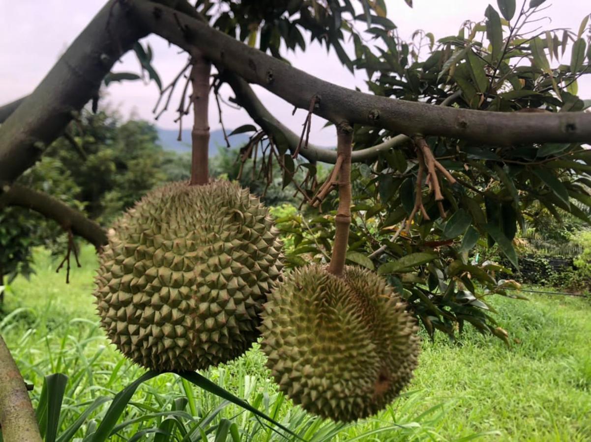 Durian Ecolodge Tampin Exteriör bild